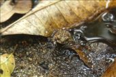 After a 2 hours flight from Bogota to Santa Marta, a 1 hour bus trip, and 40 minutes’ walk, I got to the natural reserve of Tayrona. This little frog, no more than 3 cm long, came to my feet to welcome me.: by jairo89, Views[490]