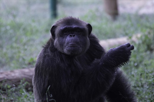 Chimpanzee’s anticipate look