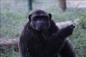 Chimpanzee’s anticipate look: by jaiwildlife, Views[234]