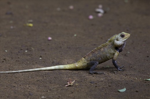 Lizard’s observant look