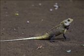 Lizard’s observant look: by jaiwildlife, Views[220]