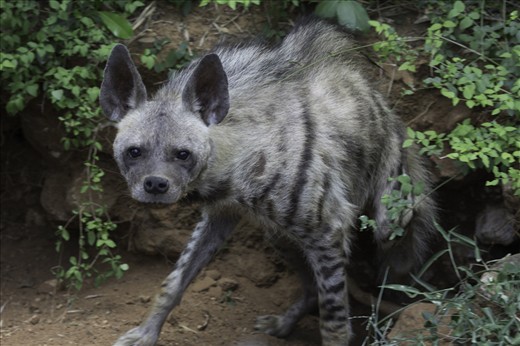 Hyena’s cunning look