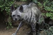 Hyena’s cunning look: by jaiwildlife, Views[525]