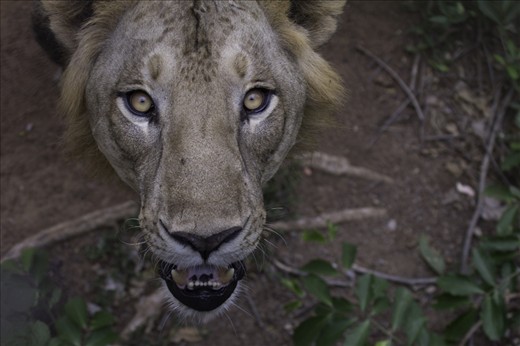 The lion’s majestic look