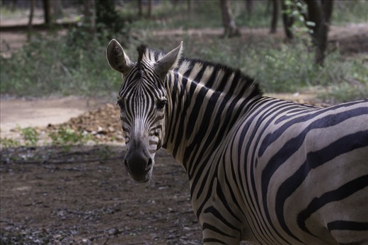 Zebra’s calm look