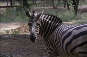 Zebra’s calm look: by jaiwildlife, Views[172]