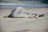 A New Zealand fur seals well dersevered rest after an early morning swim, Catlins region, New Zealands south east corner, during the 1700s and 1800s the New Zealand fur seal was hunted to the brink of extinction but since its protection in 1978 numbers are estimated to be back up around 50 to 60,000

1/500th at f5.6
ISO 100
nikon 18-105: by jakeanderson, Views[683]
