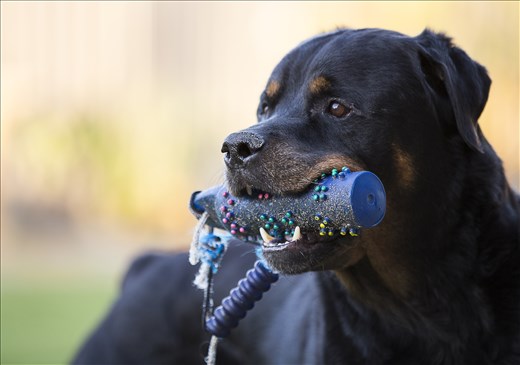Life at the Park, Baldivis, Western Australia