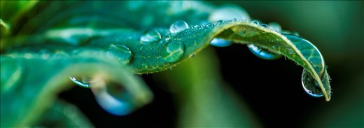 Water Droplets, Araluen Botanic Park, Western Australia