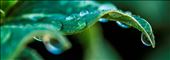 Water Droplets, Araluen Botanic Park, Western Australia: by jakedyer, Views[223]