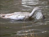 The Power of a Swans Neck: by jakelovric, Views[262]