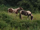Horses: by jakelovric, Views[205]