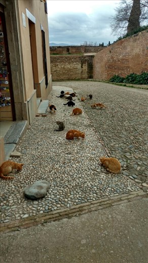 No horses in Granada, so Maya enjoyed the cats