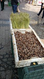 Snails and asparagus for sale in Jerez: by jakemoffat, Views[182]