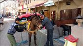 Hussain packing our mule, Hermione, for our trek: by jakemoffat, Views[326]