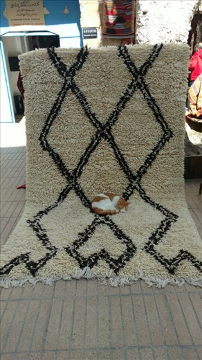 Cats are everywhere in Essaouria, but does this help carpet sales?