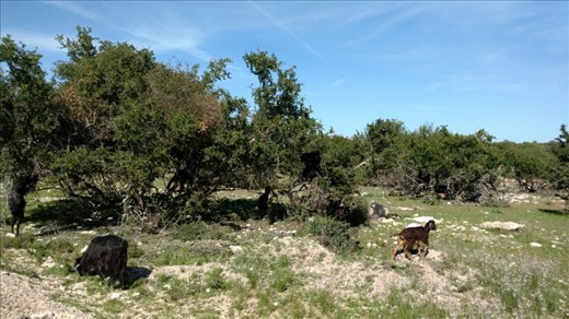 We really wanted to see goats in an Argan tree, and we did!