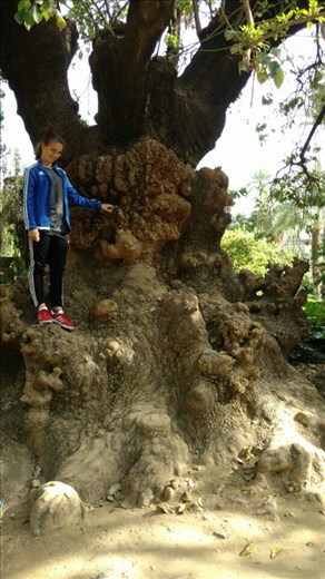 Maya and a truly glorious tree!