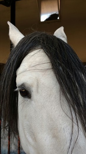 A white horse with a black wig...not really
