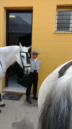 Cartusian horse with a Spanish jinete