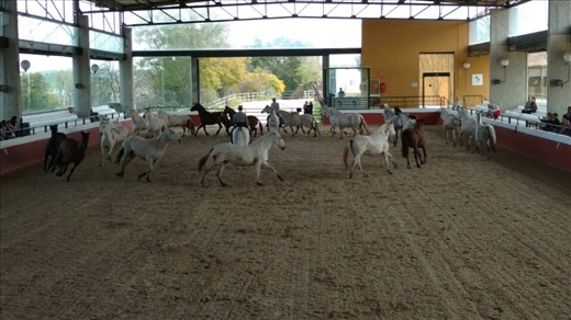 The Mares are usualy untrained, but they do run them around the arena