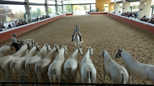 Group of mares used to display consistency of physical traits