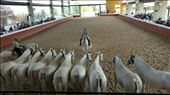 Group of mares used to display consistency of physical traits: by jakemoffat, Views[321]