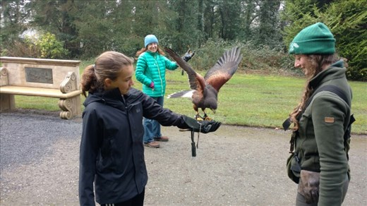 Maya flying her harris hawk