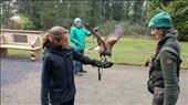 Maya flying her harris hawk: by jakemoffat, Views[316]