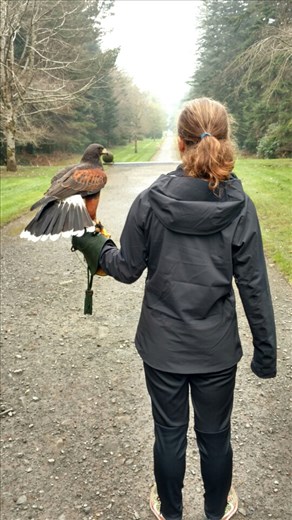 Maya's favorite photo with a hawk