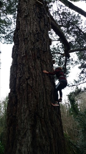 Maya climbing a Monterrey pine brought to Ireland from Washington by the Guiness family