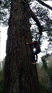 Maya climbing a Monterrey pine brought to Ireland from Washington by the Guiness family: by jakemoffat, Views[341]