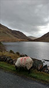 The sheep hanging out on the famine trail...not for the sheep: by jakemoffat, Views[340]