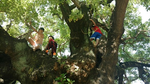 The kids climbing a tree that Columbus likely sat under...wild