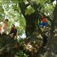 The kids climbing a tree that Columbus likely sat under...wild: by jakemoffat, Views[187]