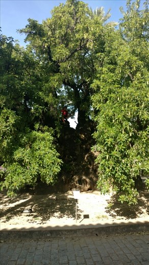 The glorious tree that stands in the Cartujo Monastery