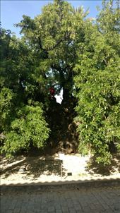 The glorious tree that stands in the Cartujo Monastery: by jakemoffat, Views[206]