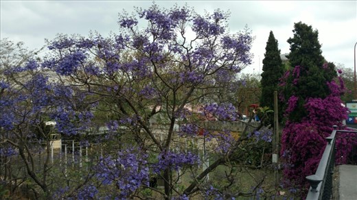 The jacarandas have just begun to bloom