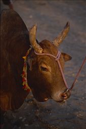 by jakesalyers, Views[533]