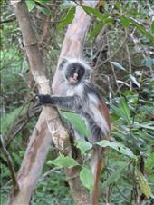 little monkey: by jambobwana, Views[235]