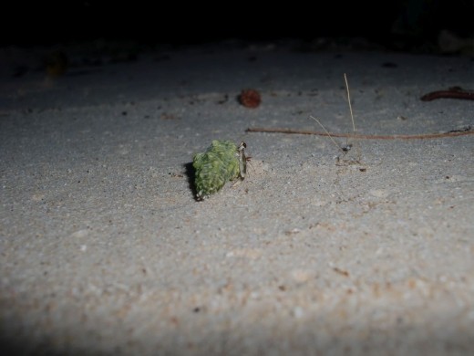 Hermit Crab,  Lissenung Island Resort, New Britain, PNG