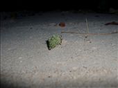 Hermit Crab,  Lissenung Island Resort, New Britain, PNG: by jambopablo, Views[225]