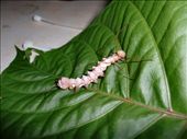 Bug found by one of our Surveyors, present for Thommo: by jambopablo, Views[186]
