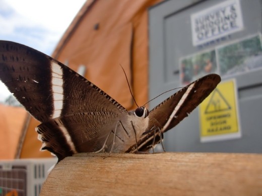 Security Moth watching over the office.
