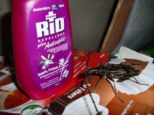 Tough, these bugs make a hissing sound when threatened. Not so nice in the middle of the night!!