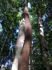 Termite Nest: by jambopablo, Views[199]