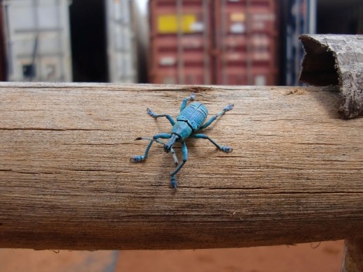 My personal favourite bug, I call him Bluey, go figure