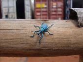 My personal favourite bug, I call him Bluey, go figure: by jambopablo, Views[169]