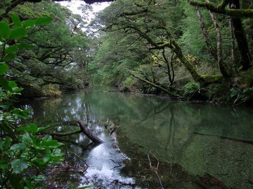 Typical greenery of New Zealand.