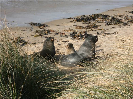 Seal Family, had a bit of a close encounter with a Bull Seal hidden in the grass.
